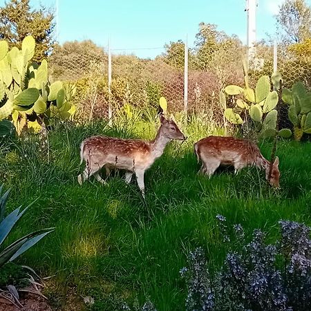 La Fattoria Delle Tartarughe Villa San Gregorio  Eksteriør billede