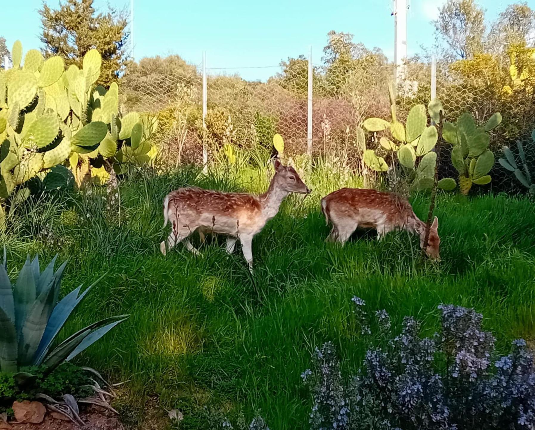 La Fattoria Delle Tartarughe Villa San Gregorio  Eksteriør billede